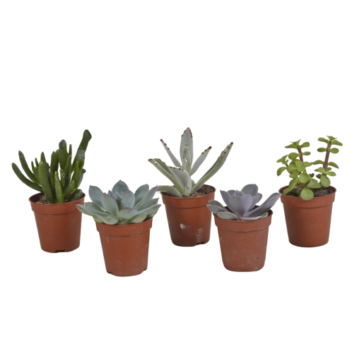 Vetplanten mix 5 stuks